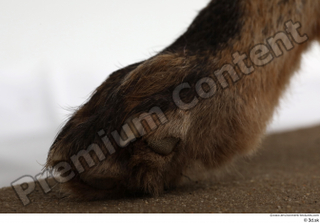 Red fox foot 0007.jpg